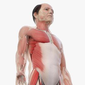 Elder Male Skin, Skeleton And Muscles Rigged model